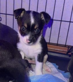 PINNERANIAN PUPPIES 