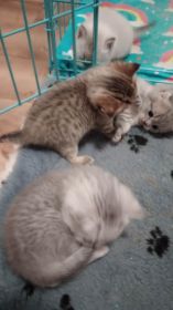 SCOTTISH FOLD KITTENS