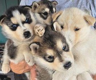 PUREBRED HUSKY PUPPIES READY AUGUST 25.