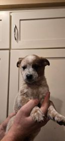 HEELER PUPPIES, FANTASTIC FAMILY DOGS