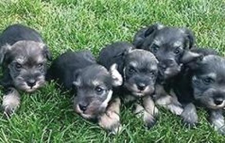 FAMILY RAISED PUREBRED MINIATURE SCHNAUZERS