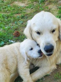 AKC ENGLISH CREAM GOLDEN RETRIEVER PUPPIES