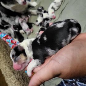3/4 CORGI, 1/4 MINI AUSSIE PUPPIES 