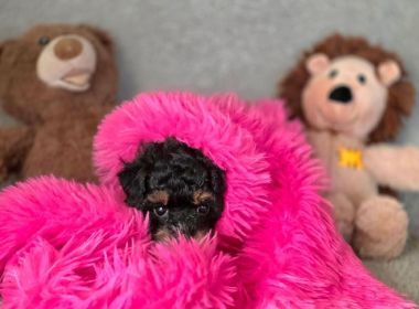 AKC MINIATURE POODLE PUPPIES