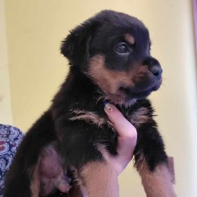 PUREBRED ROTTWEILER PUPPIES 