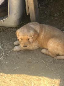 PUREBRED GOLDEN RETRIEVER PUPPIES