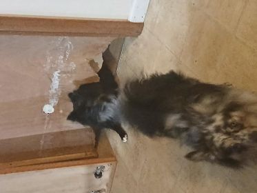 2 MALE BLUE MERLE PUREBRED POMERANIAN PUPPIES 