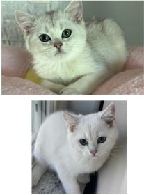 BRITISH KITTENS 