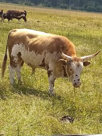 MINIATURE RODEO BULLS