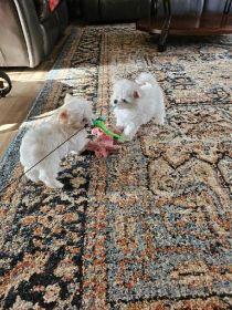 MALTESE END OF SEASON SALE