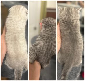 THREE SCOTTISH FOLD KITTENS