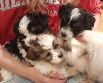 MALTESE/ HAVANESE MIX MALE PUPPIES