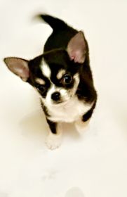 PUREBRED CHIHUAHUAS