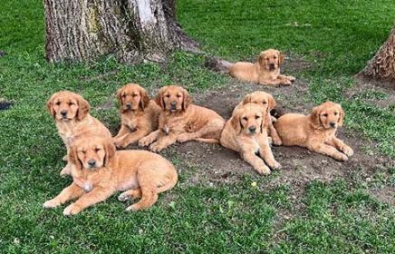 PUREBRED GOLDEN RETRIEVER PUPPIES