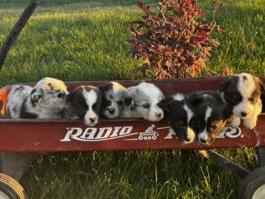 CORGI PUPPIES
