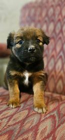 CHOCOLATE AUSSIE/ RED HEELER PUPPIES