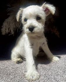 MINIATURE/ TOY SCHNAUZER PUPPIES