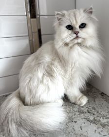 FEMALE BRITISH CATS