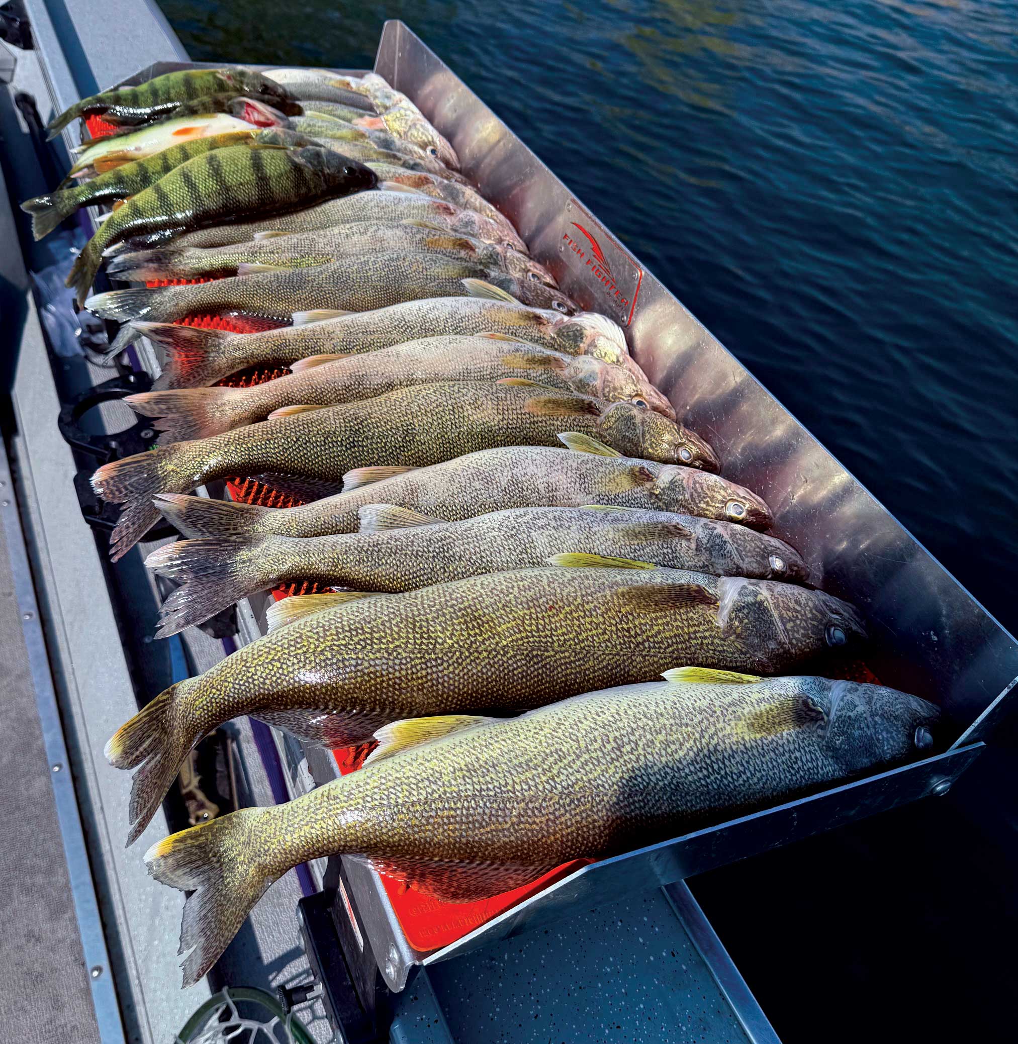 Dave Graybill holds a large perch caught from shore below the I-90 Bridge on Moses Lake during the peak fall bite.