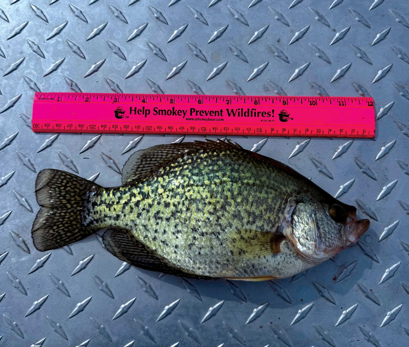 Crappie caught at Potholes Reservoir near the State Park launch.